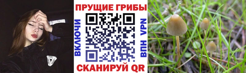 Псилоцибиновые грибы Cubensis  Купить закладки  Старая Купавна 